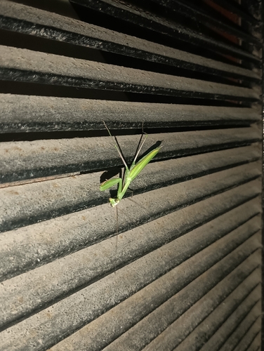 European Mantis