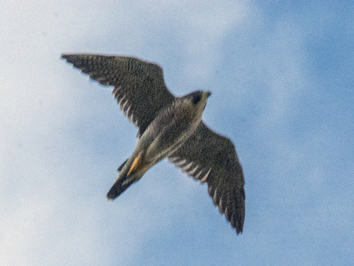 Peregrine Falcon