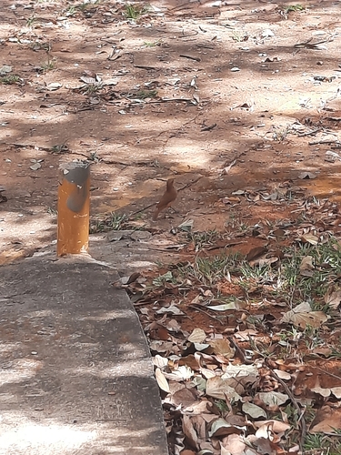 Rufous Hornero