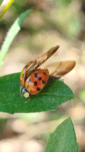 Asian Lady Beetle