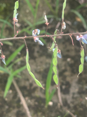 Desmodium paniculatum