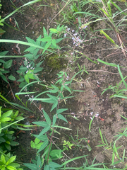 Desmodium paniculatum, photograph (c) 岸本年郎, some rights reserved (CC BY)