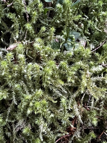 rough goose neck moss