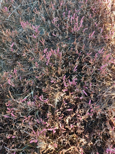 Salicornia rubra, photograph 2