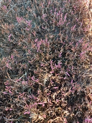 Salicornia rubra, photograph (c) Alex, some rights reserved (CC BY-SA)