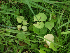 Viola uniflora