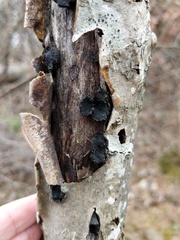 Biscogniauxia repanda