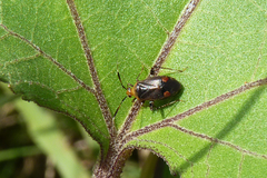 Horciasinus argentinus