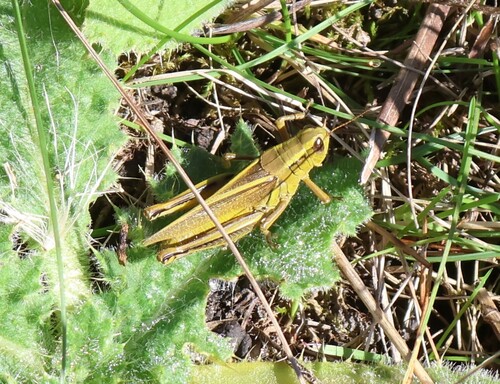 Two-striped Grasshopper