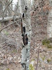 Biscogniauxia repanda