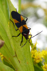 Oncopeltus varicolor varicolor