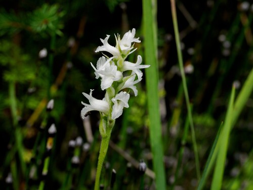 Sphinx ladies’ tresses