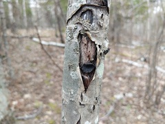 Biscogniauxia repanda