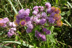 Urolepis hecatantha