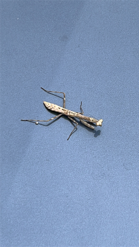 Carolina Mantis