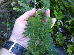 Linum monogynum monogynum