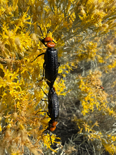 Lytta vulnerata