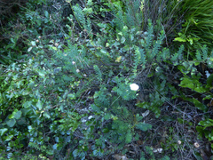 Linum monogynum monogynum