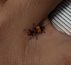 Enoclerus ichneumoneus