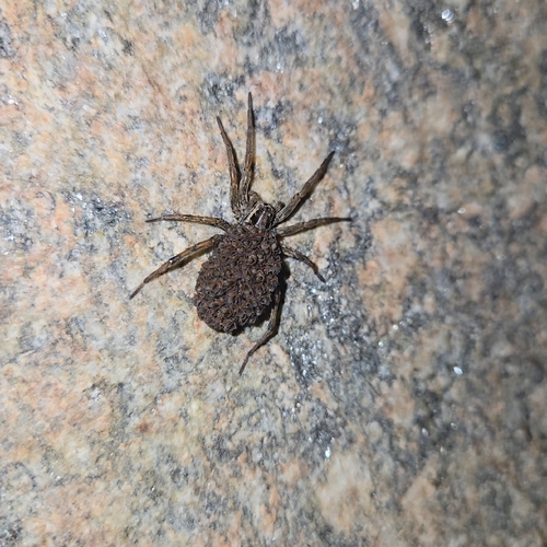 Radiated Wolf Spider