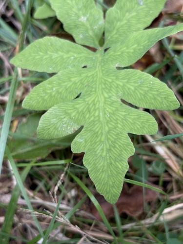 sensitive fern