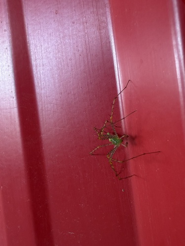 Green Lynx Spider