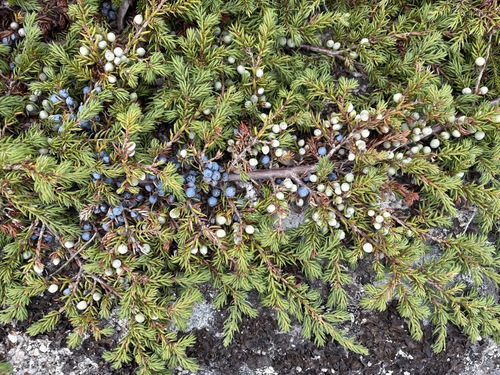 common juniper