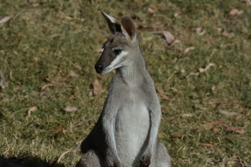 Whiptail Wallaby