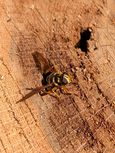 Virginia Giant Hover Fly