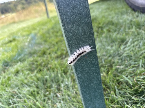 Hickory Tussock Moth