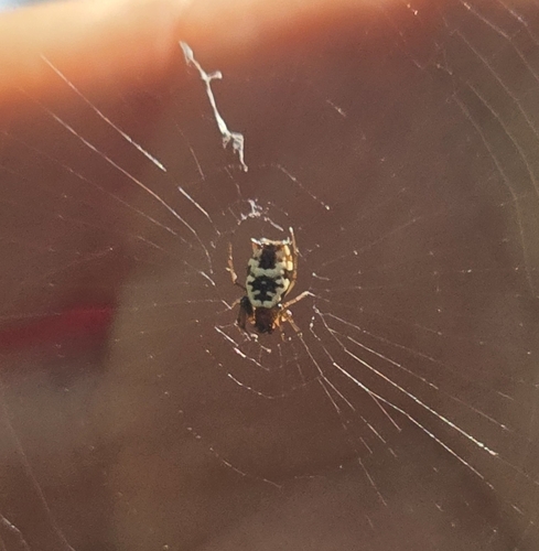 White Micrathena