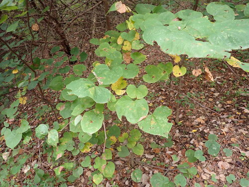 eastern redbud