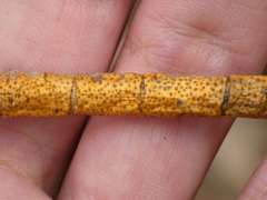 Aurantioporthe corni