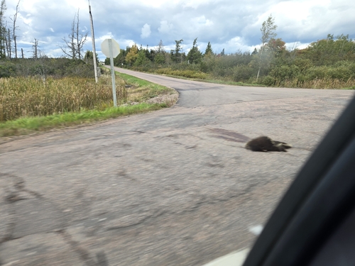 North American Porcupine