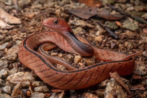 Rhabdophis rhodomelas, 2026-09-21