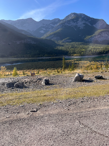Bighorn Sheep