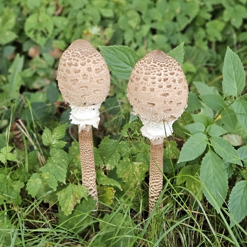 Parasol