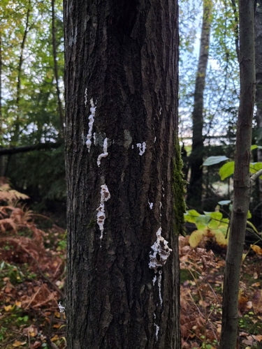 bicoloured bracket