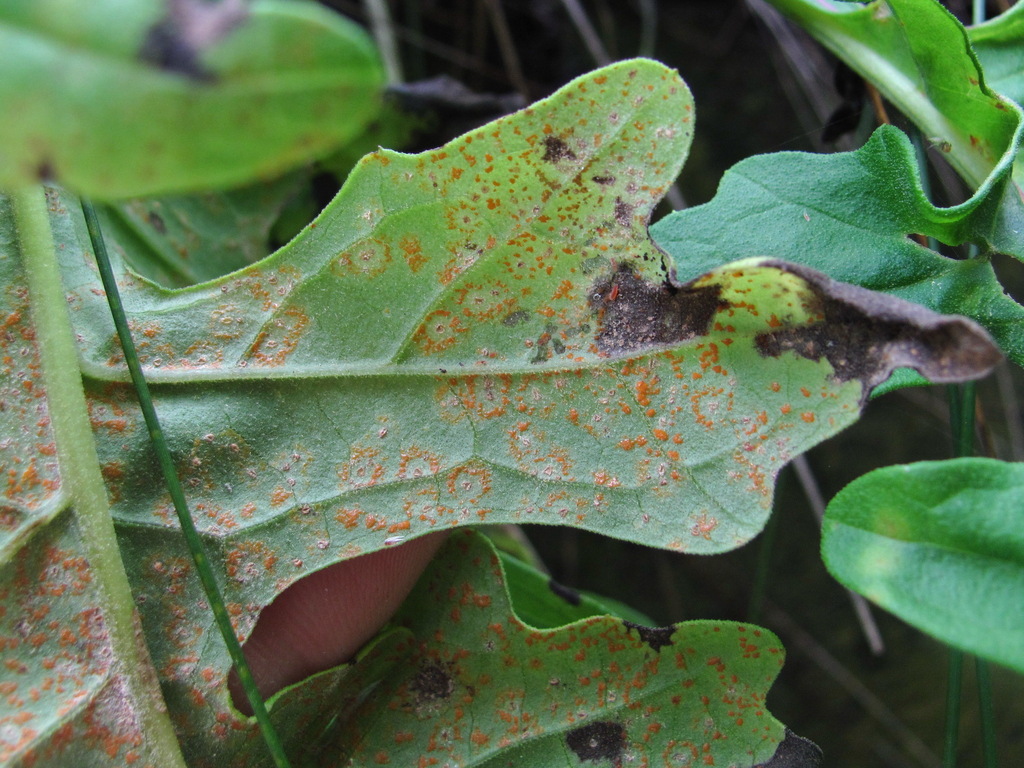 Coleosporium saussureae