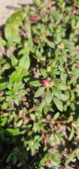 Portulaca amilis, photograph (c) Aidan Fern, some rights reserved (CC BY)