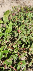 Portulaca amilis, photograph (c) Aidan Fern, some rights reserved (CC BY)