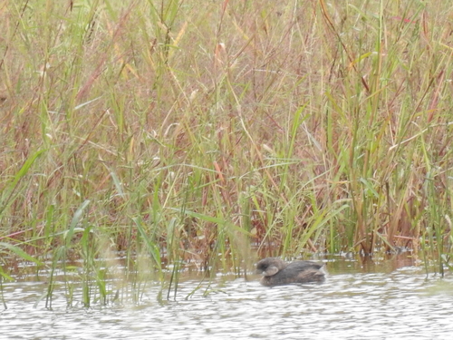 Pied-billed Grebe