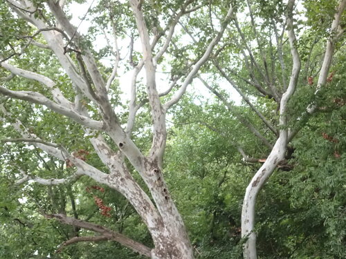 American sycamore