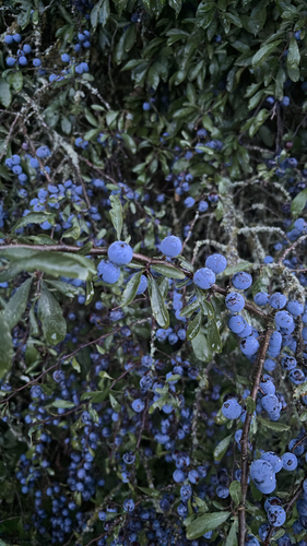 Blackthorn