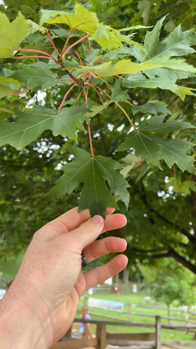 silver maple