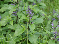 Plectranthus ecklonii