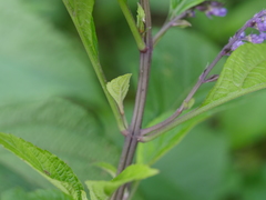 Plectranthus ecklonii