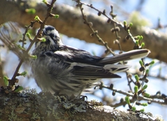 Mniotilta varia image