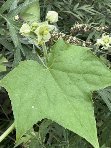 Oneseed Bur Cucumber