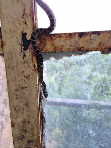 Horseshoe Whip Snake